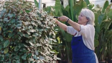 Seranın içindeki bahçe çitlerini profesyonel olarak koruyan yaşlı kadın mevsimlik bahçe işleri sırasında dikkatlice yeşil bitkileri buduyor.