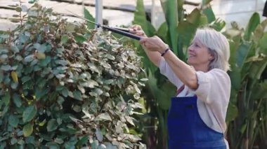 Tecrübeli bahçıvan sera çitlerini dikkatlice buduyor, yavaş çekimde titiz bitki bakımı sırasında profesyonel makası kullanıyor.