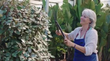 Deneyimli kadın bahçıvan dikkatlice yeşil çalıları buduyor cam sera çalışma alanı içinde profesyonel bahçe makası kullanıyor ve bitki bakım tekniklerini vurguluyor.