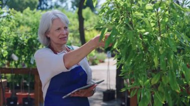 Kıdemli kadın bahçıvan ağaç fidanlığında dikilirken dijital tablet kullanarak bitki büyümesini dikkatlice kontrol ediyor, güneşli bir günde tarımsal işlere teknoloji uyguluyor.