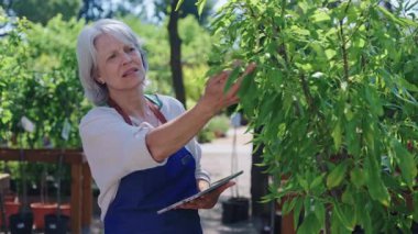 Bahçıvan kadın bitki sağlığını inceliyor, sera ortamında detaylı bahçıvanlık denetimi sırasında dijital dokunmatik ekran tableti kullanıyor.