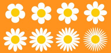 Papatya ikonu hazır. Beyaz papatya çayı. Şirin, yuvarlak çiçek koleksiyonu. Büyüyen kavram.