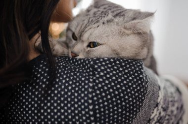 Gri kedi bir kızın kollarında