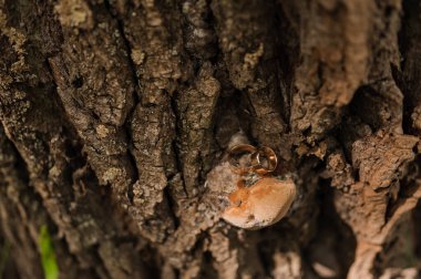 Gold wedding rings on a brown wooden background with moss