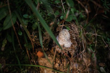 A white truffle mushroom grows in the forest