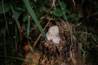 A white truffle mushroom grows in the forest