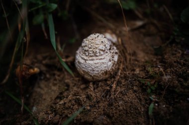 A white truffle mushroom grows in the forest