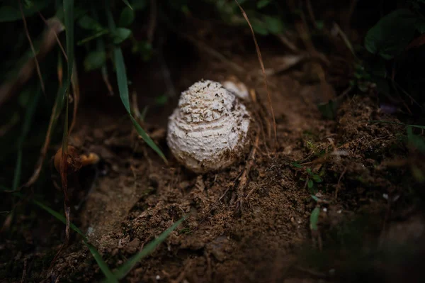 A white truffle mushroom grows in the forest