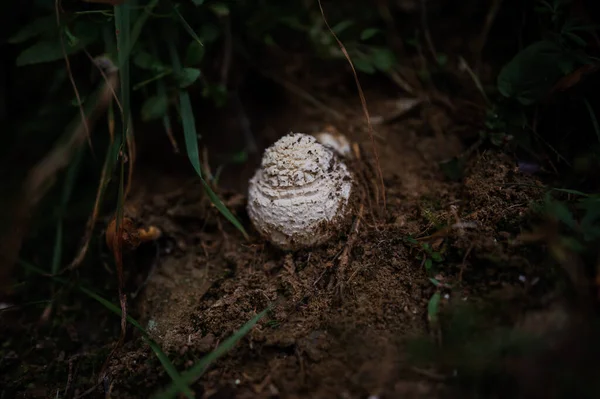 A white truffle mushroom grows in the forest