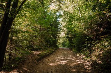 Path in the forest near the river