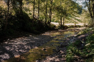 Path in the forest near the river
