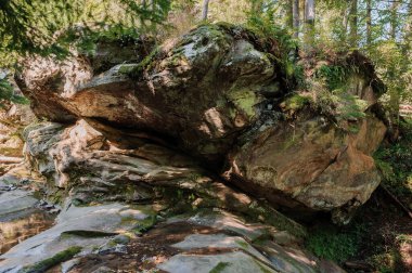 Rocky mountain river among the forest. Beautiful river with a waterfall in a coniferous forest