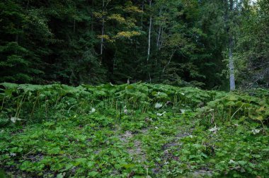 Green hogweed in a meadow in a mixed forest