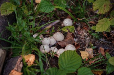 Prickly puffball mushroom grows in the forest, Lycoperdon marginatum