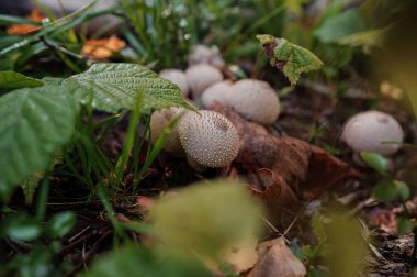 Prickly puffball mushroom grows in the forest, Lycoperdon marginatum