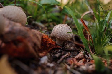Prickly puffball mushroom grows in the forest, Lycoperdon marginatum