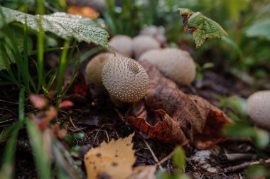 Prickly puffball mushroom grows in the forest, Lycoperdon marginatum