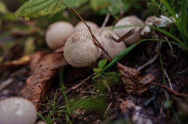 Prickly puffball mushroom grows in the forest, Lycoperdon marginatum