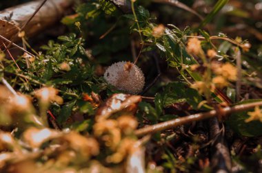 Prickly puffball mushroom grows in the forest, Lycoperdon marginatum