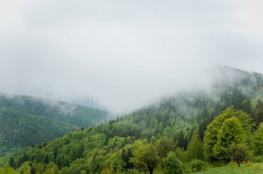 Dağların manzarası, dağların arkasındaki orman.