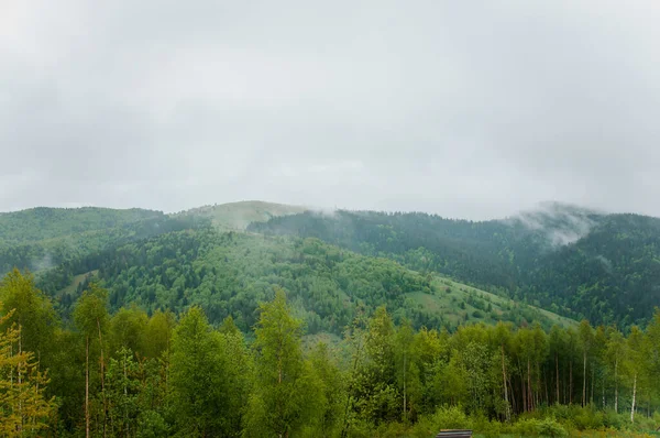 Landscape of mountains, forest against the background of mountains