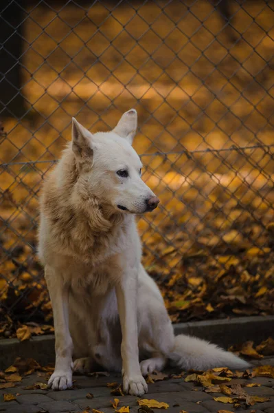 Λευκός Λύκος Στο Δάσος Κίτρινα Φύλλα Στο Βάθος Λευκός Αρκτικός — Φωτογραφία Αρχείου