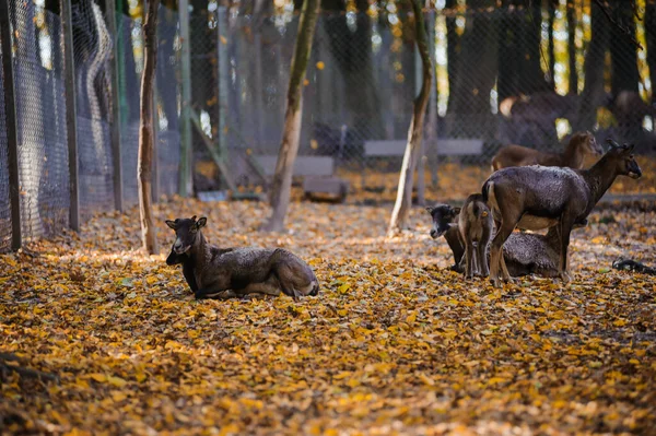 Stádo Jelenů Lese Žluté Listy Pozadí Jelen Pobíhající Lese — Stock fotografie