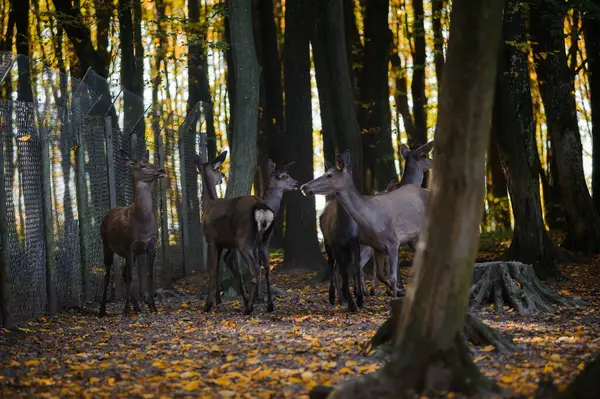 森林里有一群鹿群 背景上有黄叶 在森林里奔跑的鹿 — 图库照片