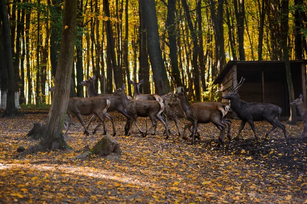 森林里有一群鹿群 背景上有黄叶 在森林里奔跑的鹿 — 图库照片