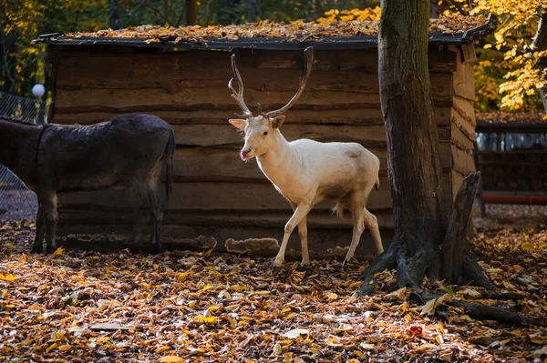 森林中的白鹿 背景中的黄叶 在森林里奔跑的鹿 — 图库照片