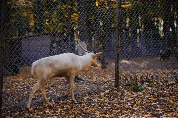 森林中的白鹿 背景中的黄叶 在森林里奔跑的鹿 — 图库照片