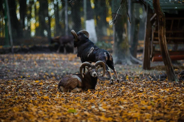 Mouflon Floresta Outono Folhas Amarelas Fundo Carneiro Floresta — Fotografia de Stock