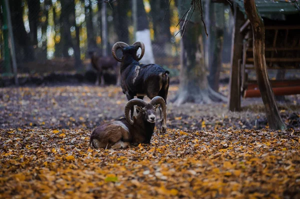 Mouflon Podzimním Lese Žluté Listy Pozadí Beran Lese — Stock fotografie