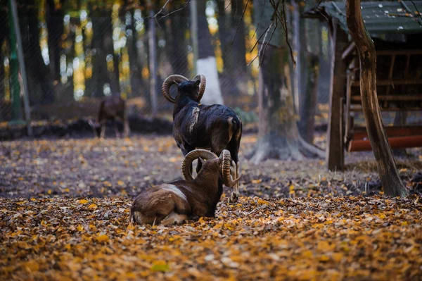 Mouflon Dans Forêt Automne Feuilles Jaunes Arrière Plan Bélier Dans — Photo