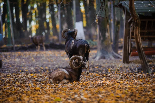 秋天的森林里有穆夫隆 背景里有黄叶 森林里的公羊 — 图库照片