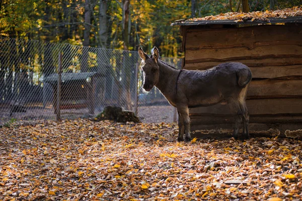 秋林里的驴子 背景里的黄叶 — 图库照片