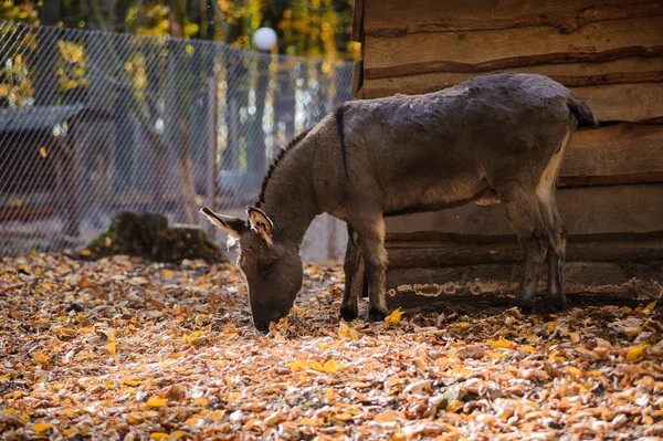 秋林里的驴子 背景里的黄叶 — 图库照片