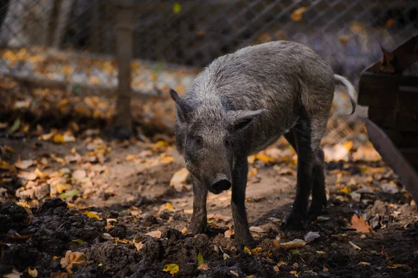 Wild boar in the autumn forest, leaves in the background. Boar in the swamp