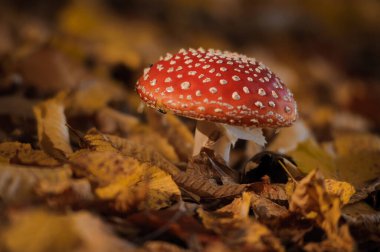 Sonbahar ormanlarında yaprakların arasında kızıl sineksi mantar.