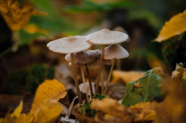 秋の森の中のコロンビアキノコ ブナのキノコが森の中で育つ — ストック写真