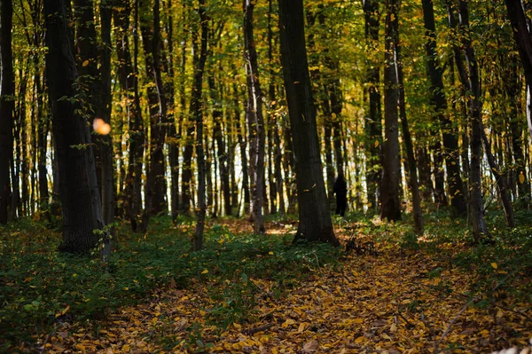 stock image Beautiful autumn forest, sunny weather, yellow leaves on the trees.