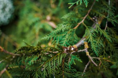 Yeşil thuja dallarında bir çift altın alyans