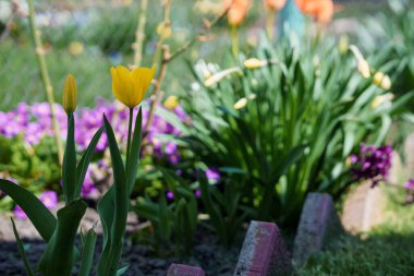 Sarı lale çiçeği. Sarı lale tomurcuğu