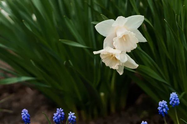 White narcissus flower. Open bud of white narcissus