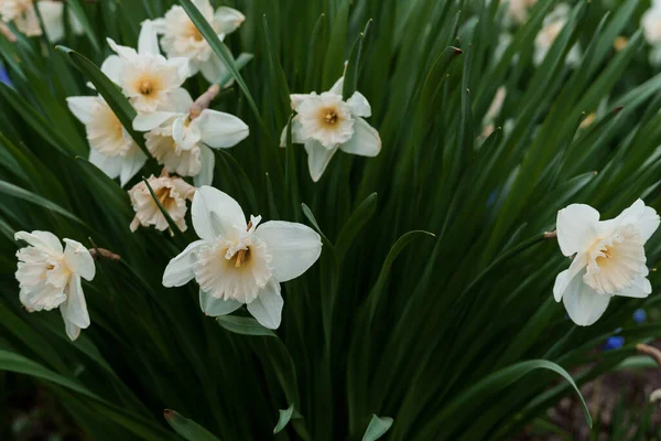 White narcissus flower. Open bud of white narcissus