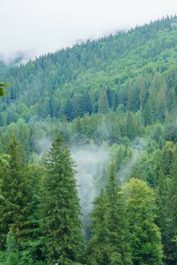 Dağ ormanları. Ukrayna Karpatları 'nın dağlarındaki orman manzarası