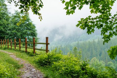 Dağ ormanları. Ukrayna Karpatları 'nın dağlarındaki orman manzarası