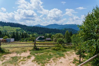 Dağ ormanları. Ukrayna Karpatları 'nın dağlarındaki orman manzarası