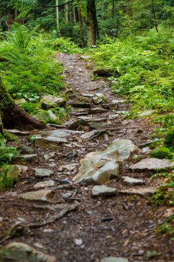 Ormandaki yol. Dağ ormanlarının manzarası