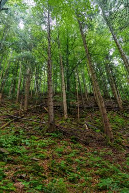 Güzel yaz ormanı Yağmurdan sonra dağlarda